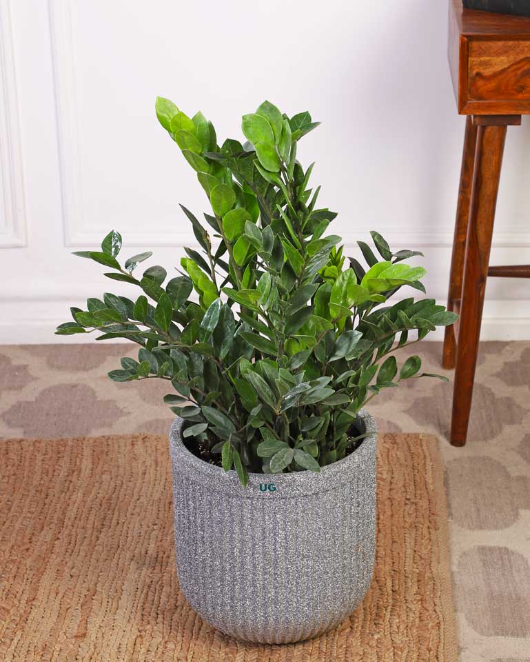 planter for zz plant Shop ZZ Plant Online In Tokyo Planter | Best Quality Plants