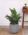 Buy Indoor Plants Online in Delhi NCR