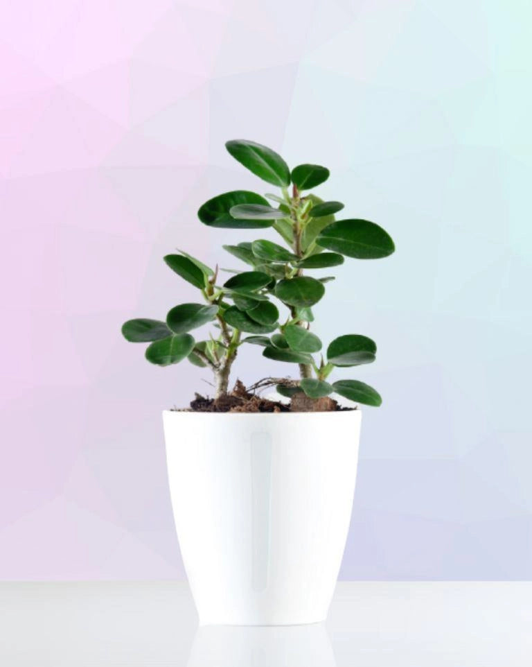 Ficus Dwarf Plant