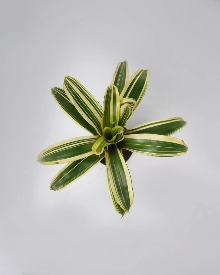 Neoregelia Bromeliad Plant