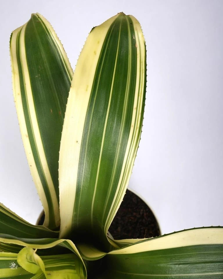 Neoregelia Carolinae from Unlimited Greens, Indoor plants online
