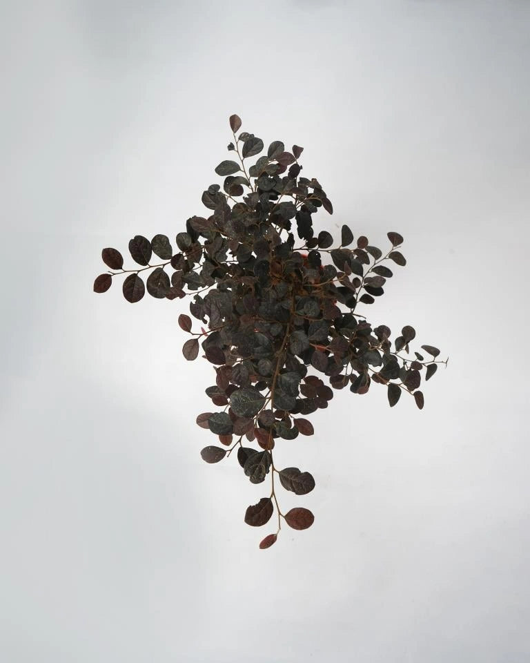 Loropetalum plant delivery from Unlimited Greens