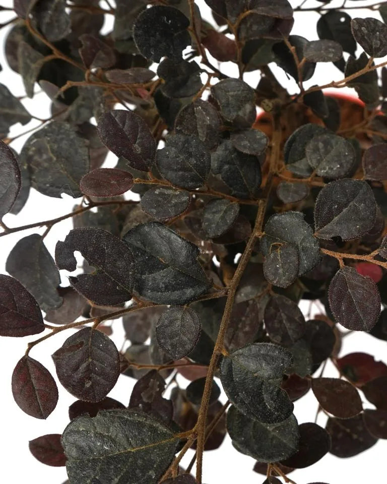 Loropetalum plant delivery from Unlimited Greens