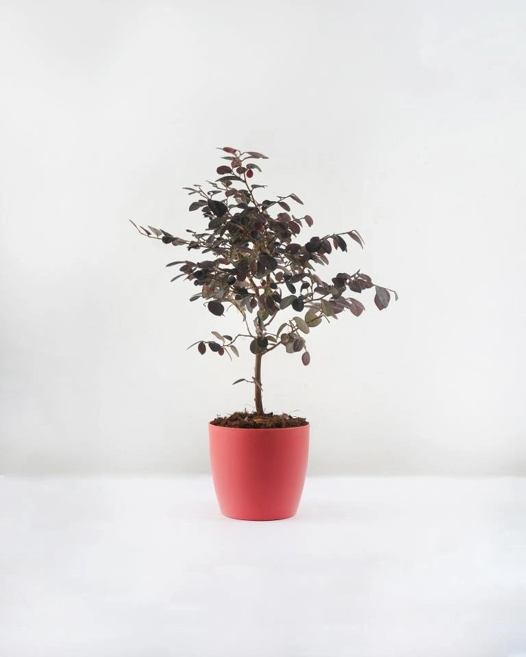 Buy Loropetalum Chinese Fringe Flower Plant Online - Unlimited Greens