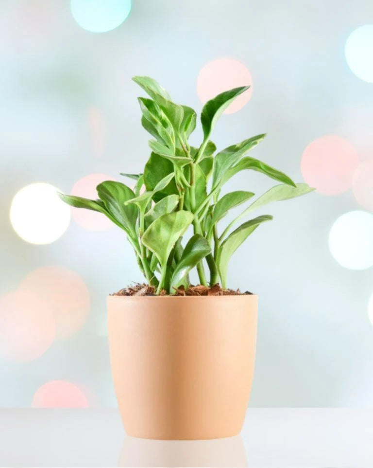 Peperomia Variegated Plant