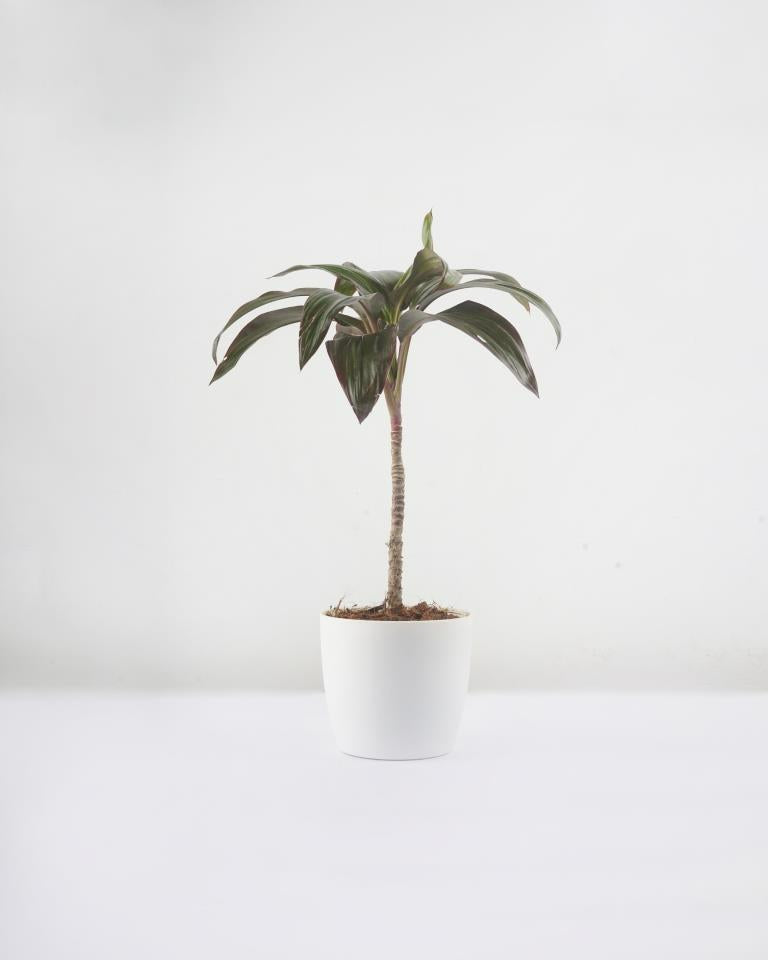 Dracaena Rosea plant online from Unlimited Greens
