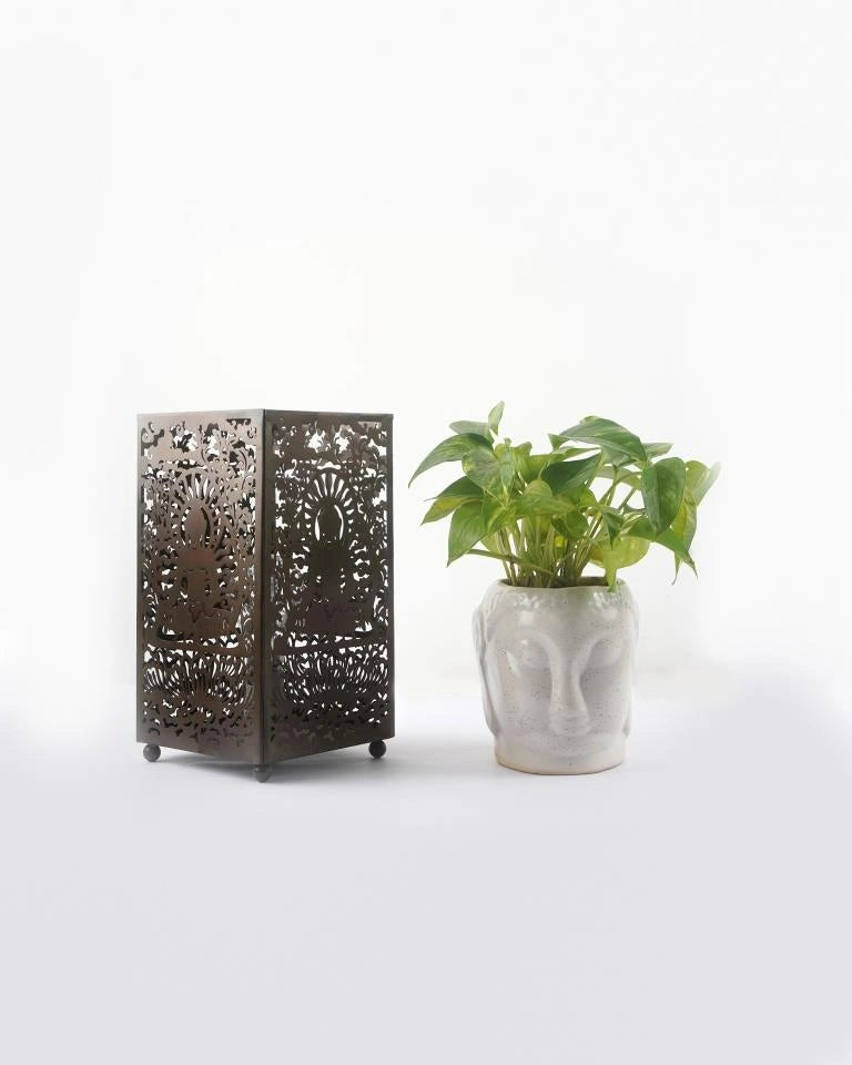 Money Plant with Brown Aroma Lamp Set - Unlimited Greens