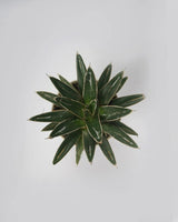 Royal agave plant 