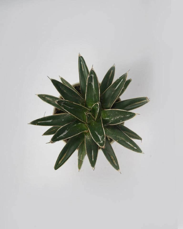 Royal agave plant 