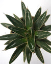 Royal agave royal online from Unlimited Greens