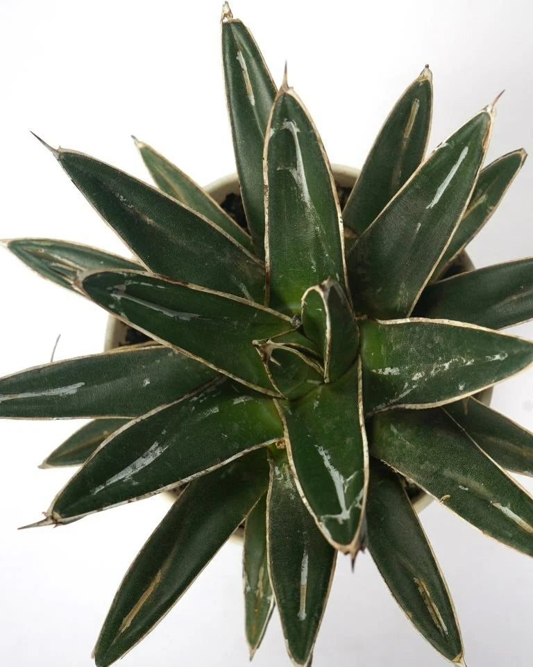 Royal agave royal online from Unlimited Greens