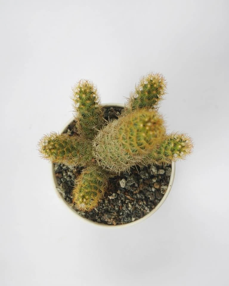 Mammillaria Elongata Gold Lace Cactus Plant online