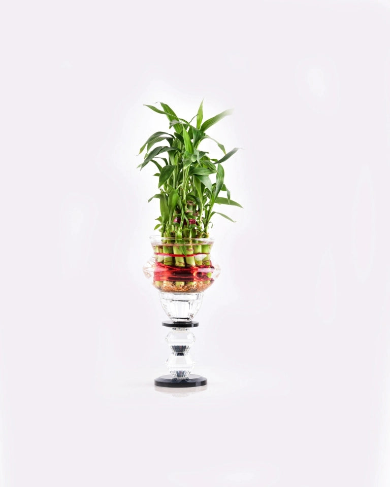glass pot for indoor plants - Unlimited Greens