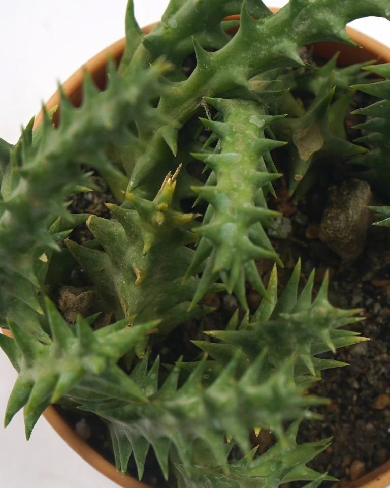 Huernia Zebrina Cactus