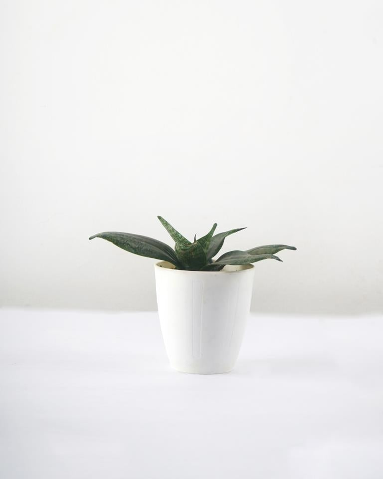 Sansevieria Trifasciata Snake Plant Online in India - Unlimited Greens