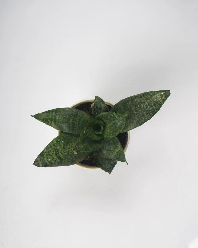 Sansevieria Trifasciata
