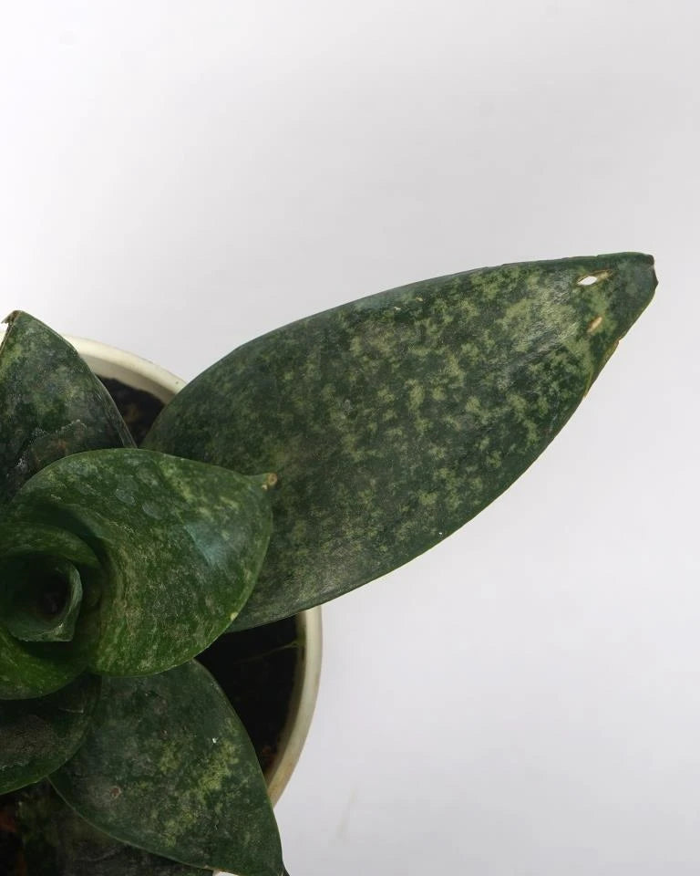 Sansevieria Trifasciata Snake Plant Online - Unlimited Greens, succulents from Unlimited Greens