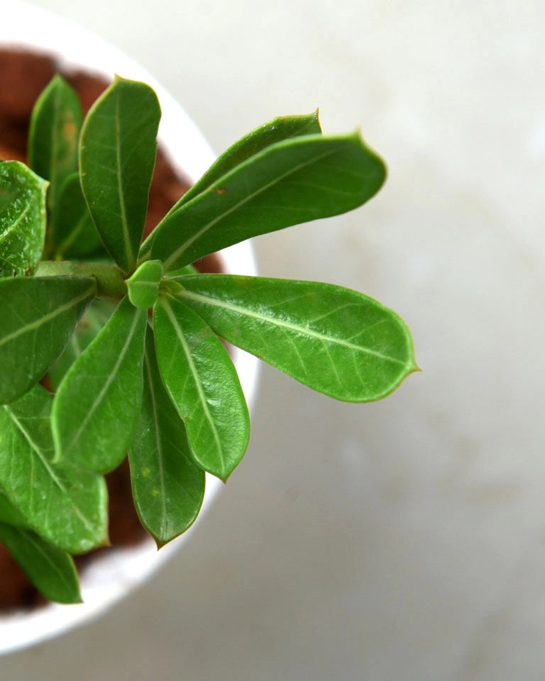 Adenium plant price, Unlimited Greens