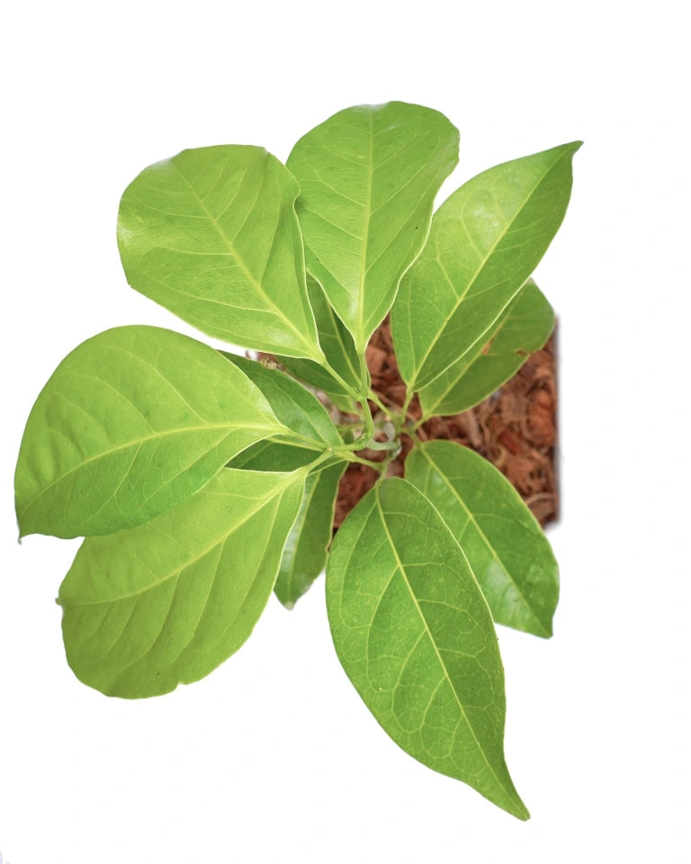 Adenocalymma price, Plants Online, Live Plants online, Unlimited Greens