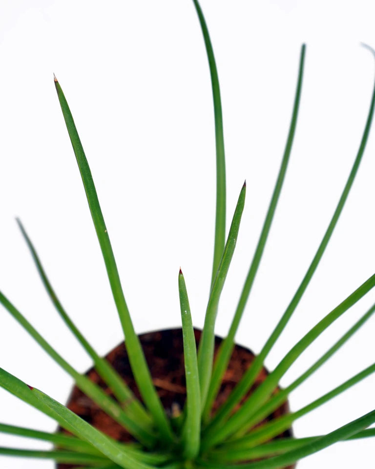 Buy Agave geminiflora flower plant in Delhi, Unlimited Greens