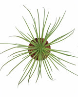 Agave geminiflora price in india, Unlimited Greens
