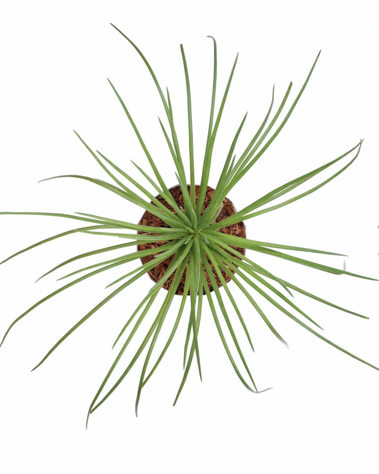 Agave geminiflora price in india, Unlimited Greens