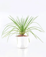 Agave Geminiflora Plant Online - Unlimited Greens