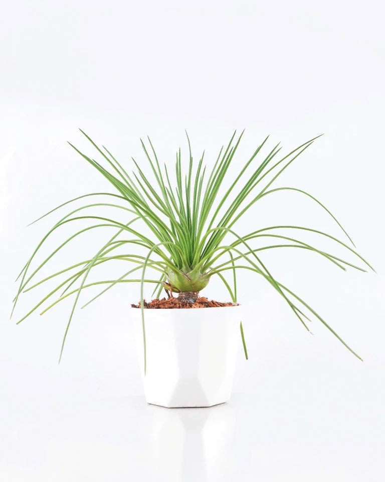 Agave Geminiflora Plant Online - Unlimited Greens