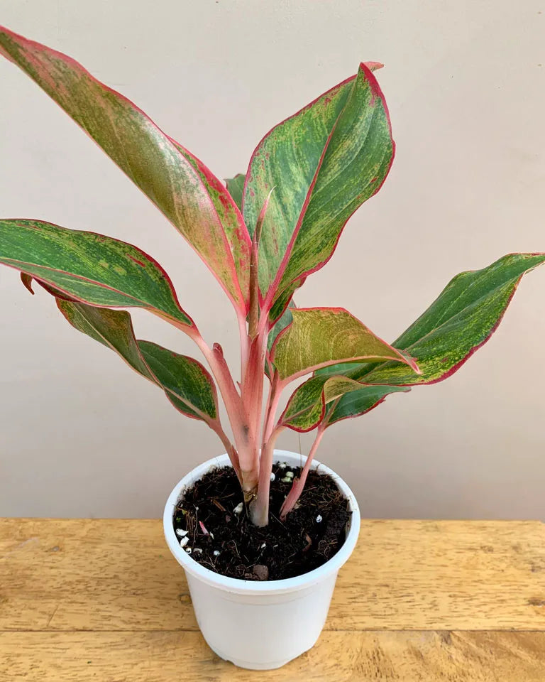 Aglaonema Combo Buy Online, Unlimited Greens