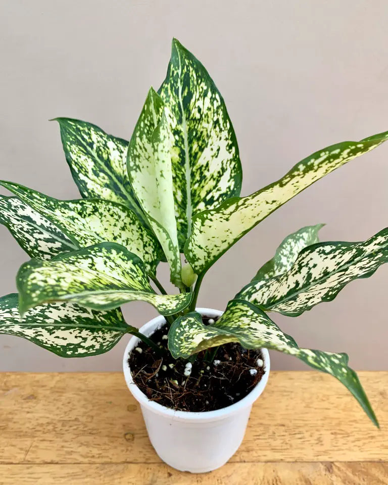 Aglaonema Plant Combo – unlimitedgreens