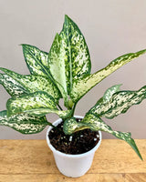 Aglaonema Combo Online, Unlimited Greens