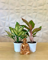 Aglaonema Combo, Unlimited Greens