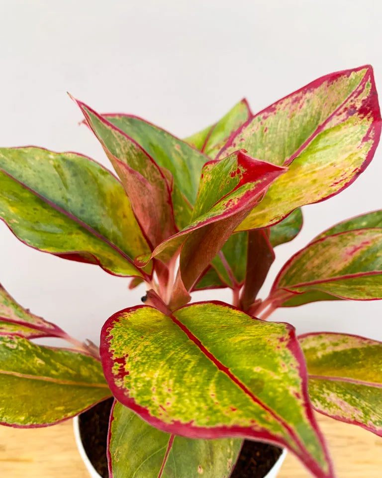 chinese evergreen plant price, Unlimited Greens