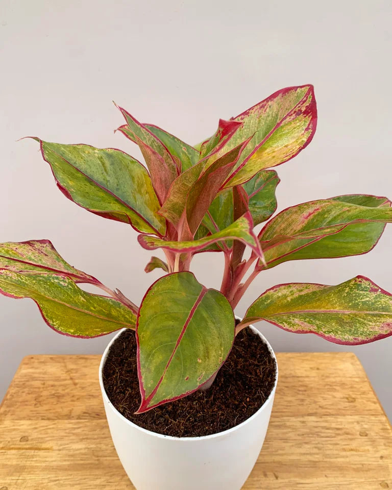 Aglaonema lipstick plant online India, Unlimited Greens