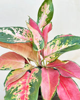 buy plants online in Bangalore