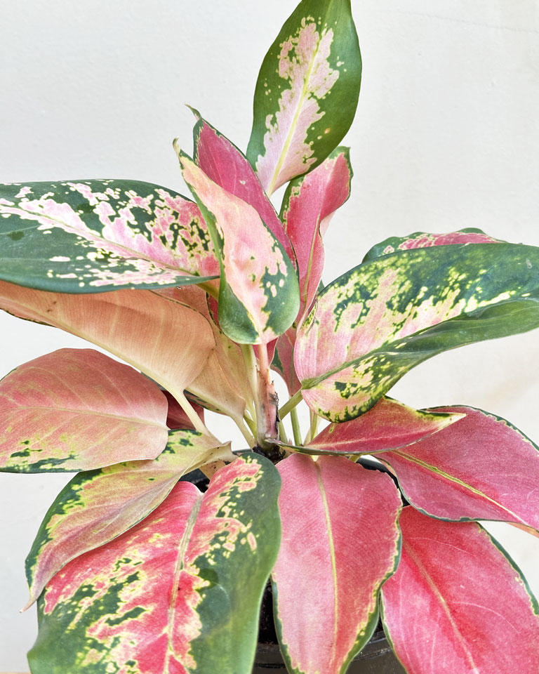 buy plants online in Bangalore