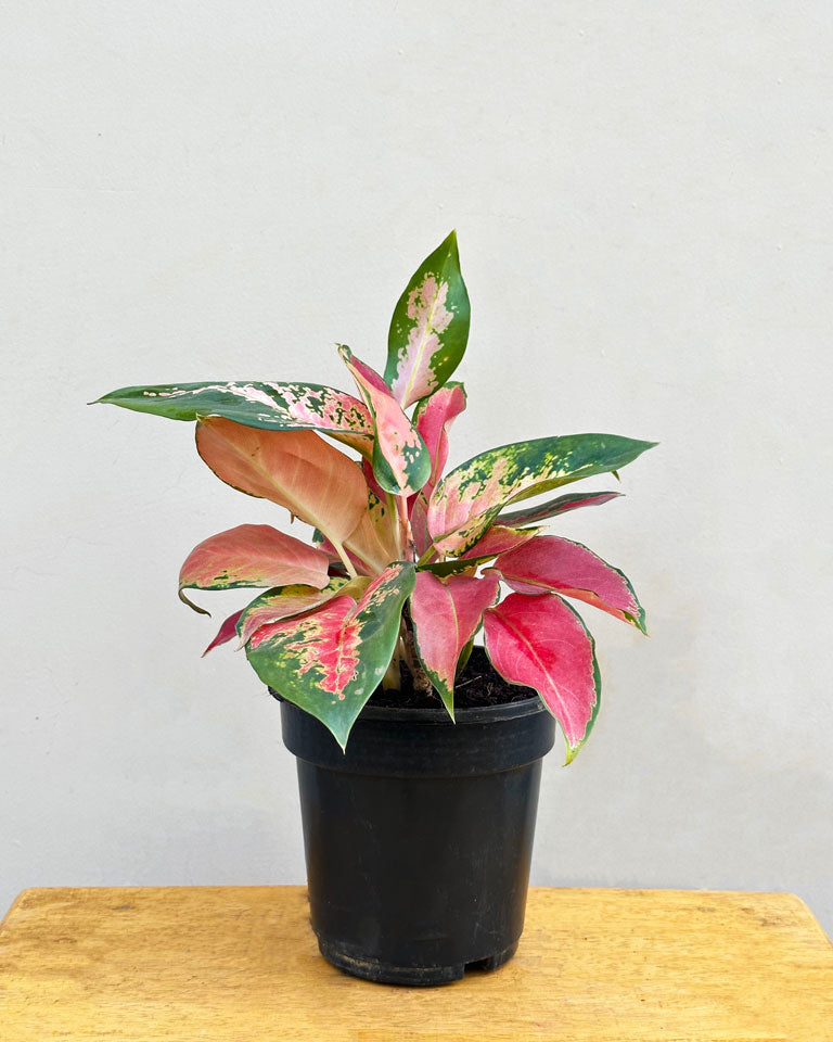 Buy plants From Online nursery