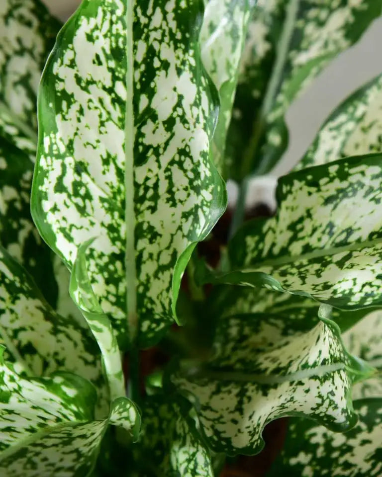 aglaonema snow white price Buy Aglaonema Snow White Plant | High Quality Plants