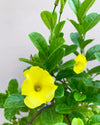 Buy Allamanda plant online, Unlimited Greens