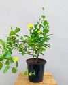 Allamanda creeper buy Online