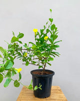 Allamanda creeper buy Online