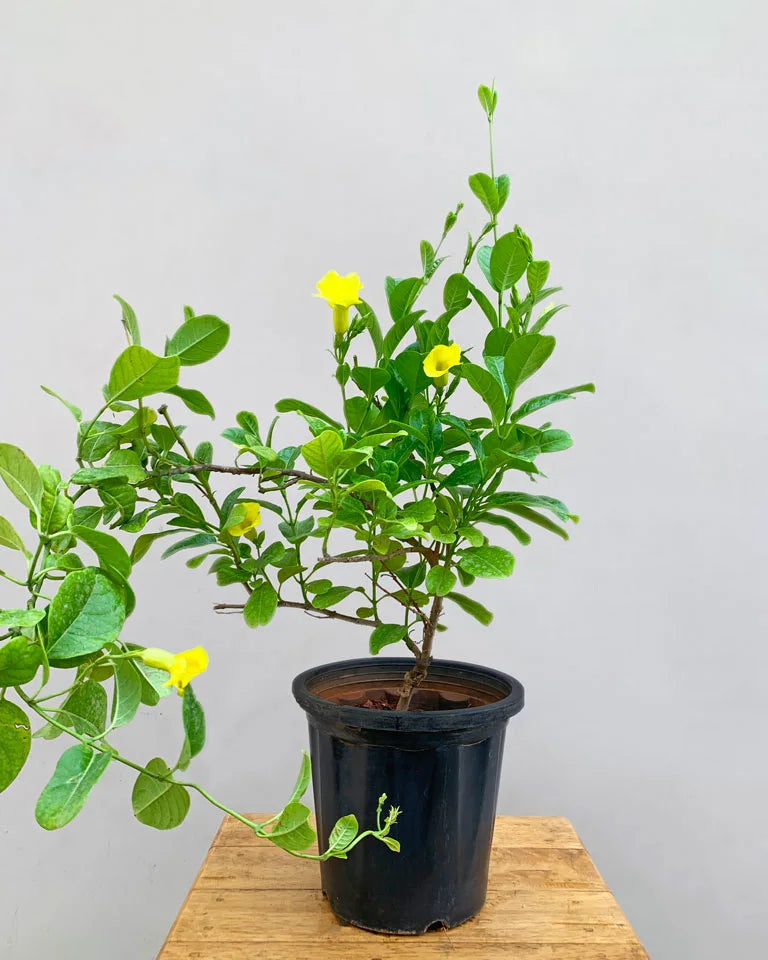 Allamanda creeper buy Online