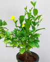 Buy Allamanda Creeper Sale