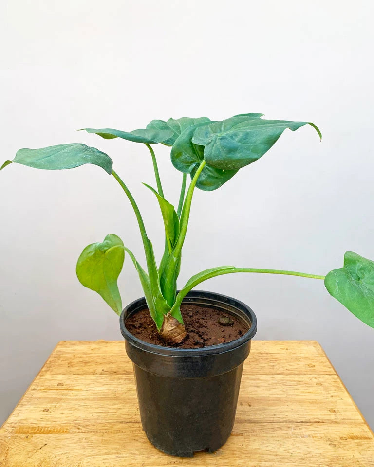 Alocasia Cucullata Online, Unlimited Greens