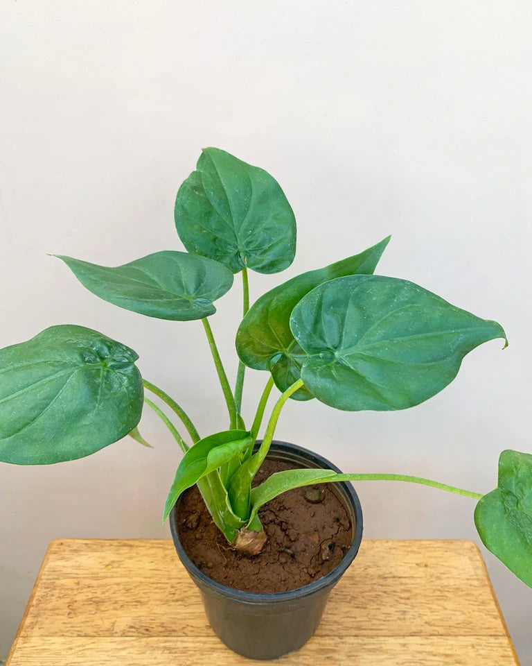 philodendron cucullata Alocasia Cucullata Plant – unlimitedgreens