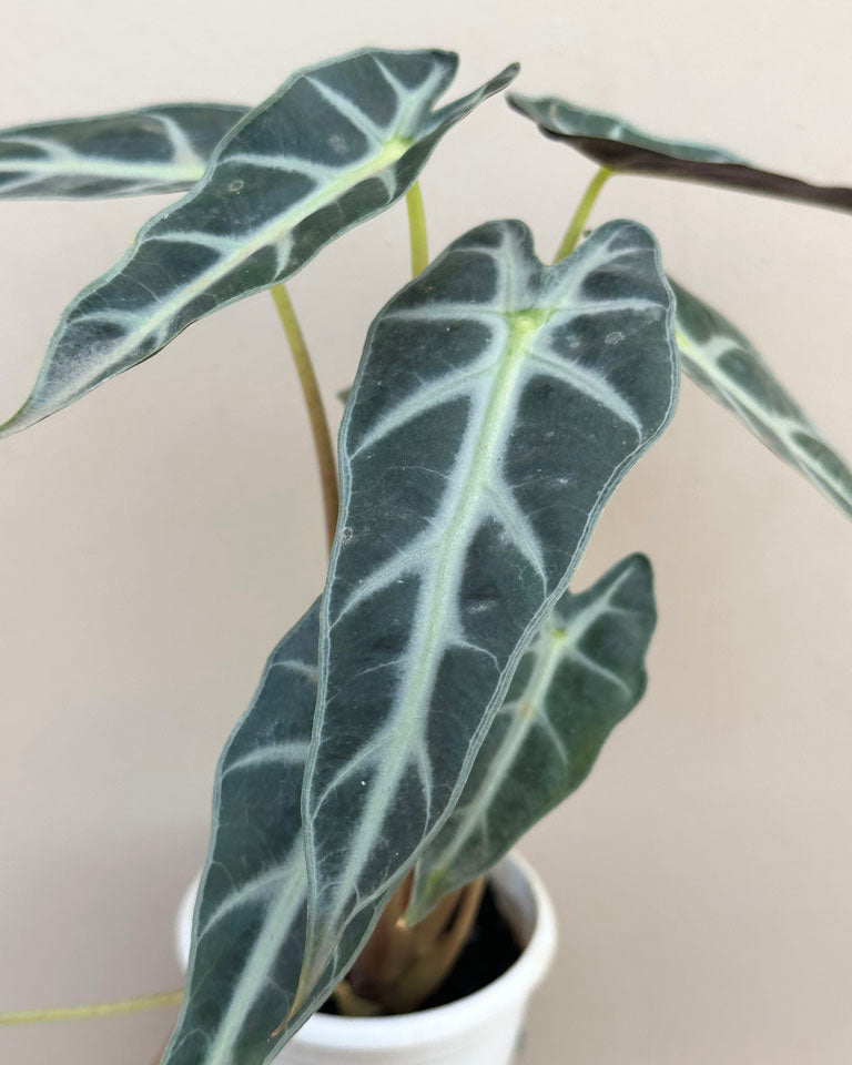 Alocasia Polly Plant