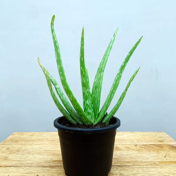 Buy Aloe Vera Plant Online in India- Benefits & Care Tips | Unlimited ...