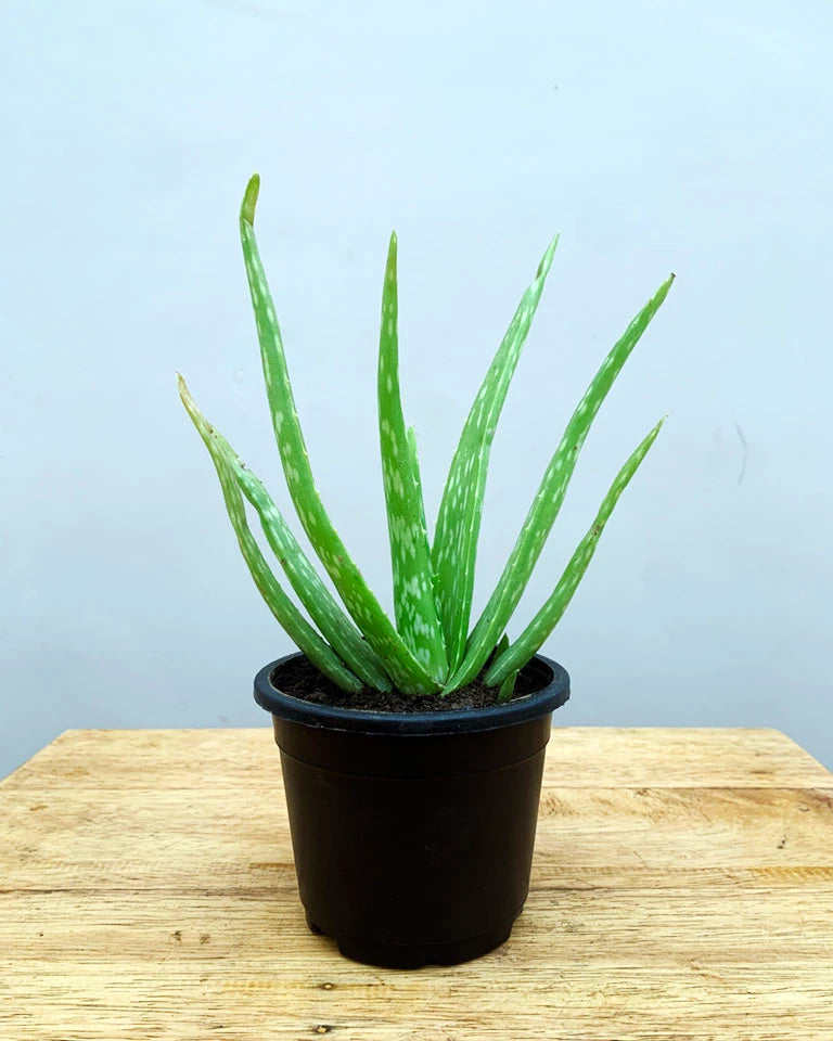 aloe vera plant live Buy Aloe Vera Plant Online in India- Benefits & Care Tips