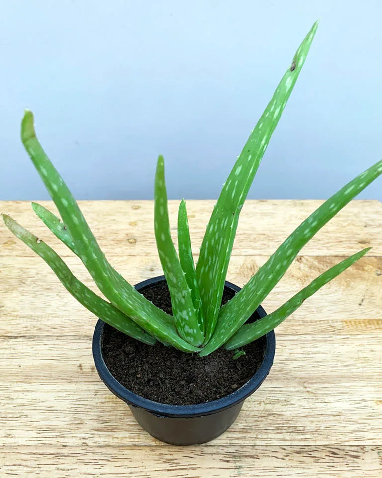Aloe Vera near me- Online plant