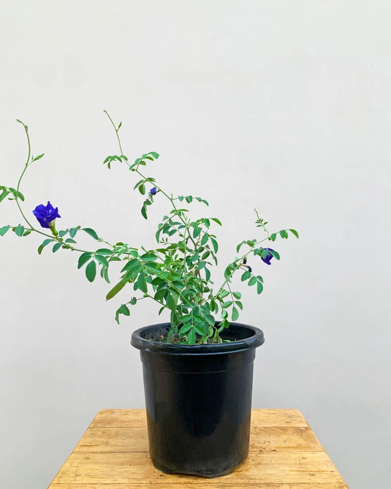 Clitoria Ternatea Aparajita Double plant, Outdoor plants online India - Unlimited Greens
